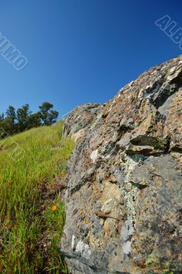 Mt Tamaplais Lizard