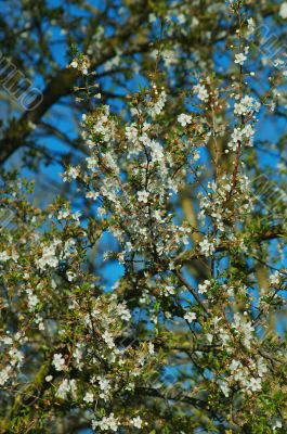 springtime flora