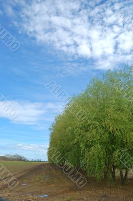 spring countryside