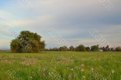 spring countryside