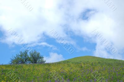 spring countryside