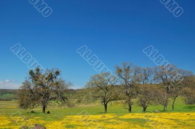 spring countryside