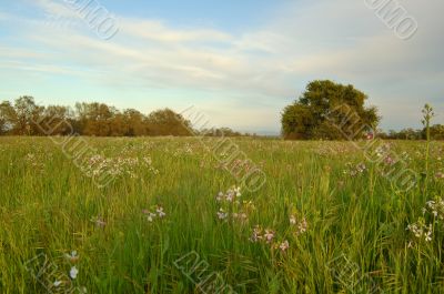 spring countryside