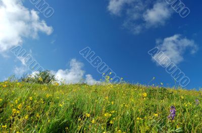 spring countryside