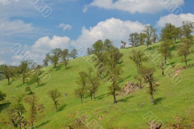 spring countryside