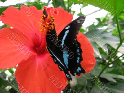 a coloured butterfly