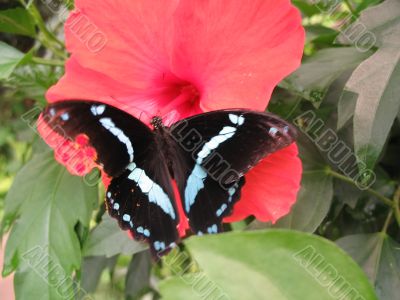 a coloured butterfly
