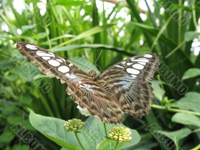 a butterfly with large wings