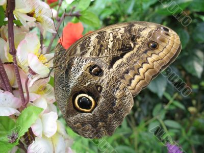 a close-up of butterfly