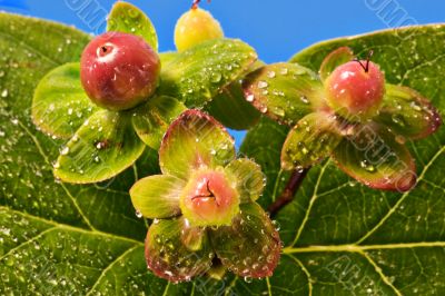 Berries