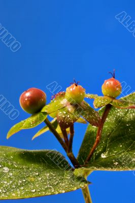Berries