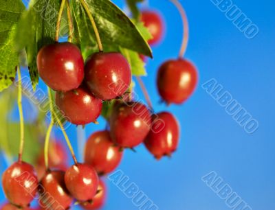 Berries