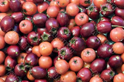 Autumn berries