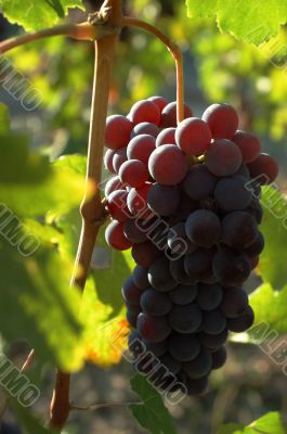 Grapes