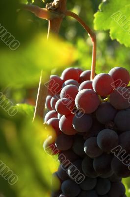 Grapes