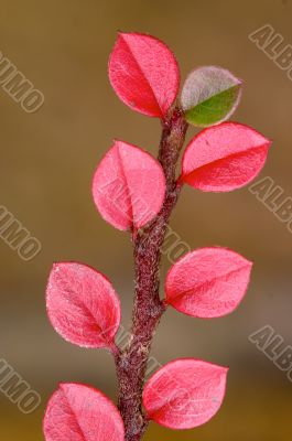 red and green fall leaf