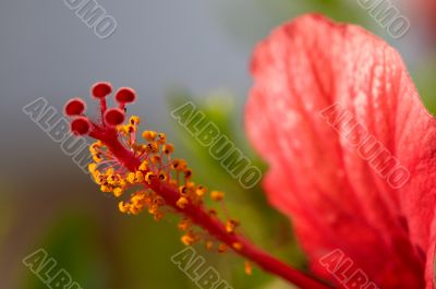 hibiscus flower