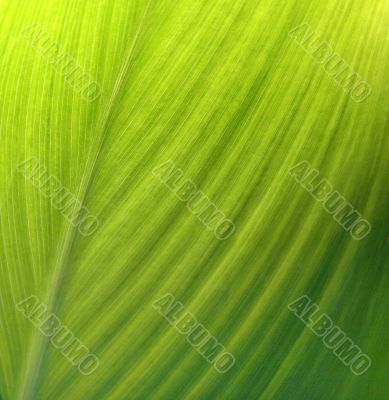Green leaf texture