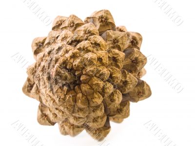 Pine cone