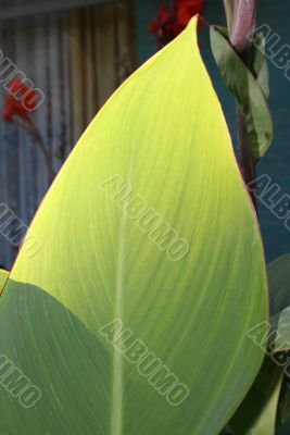 green exotic leaf