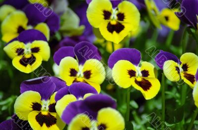 Pansies