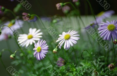 Purple Flowers