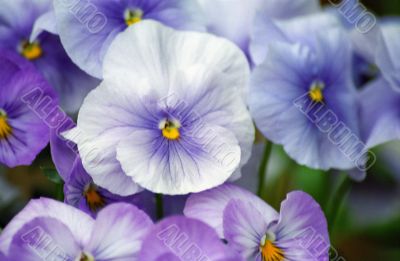 Purple Flowers