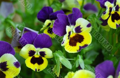 Pansies