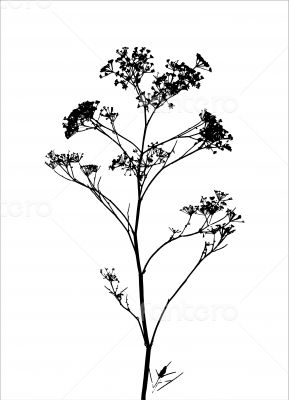 grass / plant / silhouette / vector