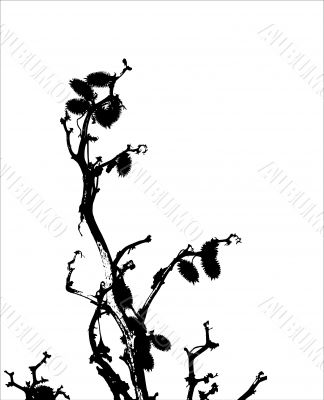 grass / plant / silhouette / vector