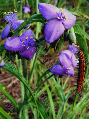 Spiderwort