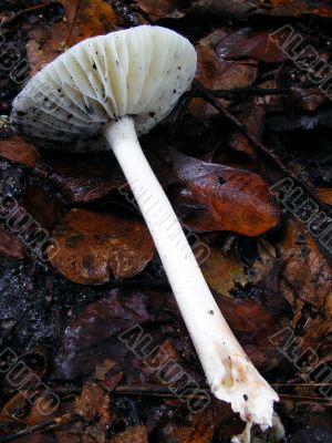 Fungi