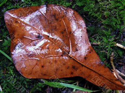 Wet fallen Oak Leaf