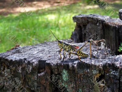 locust on stump