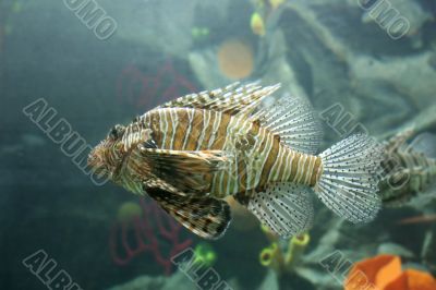 Lionfish