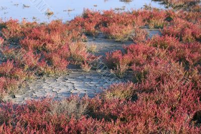 red salt marsh