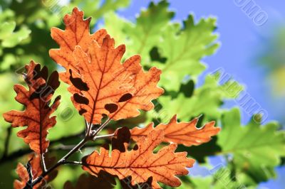 oak autumnal colors