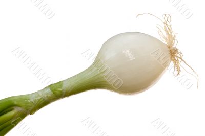 fresh onion