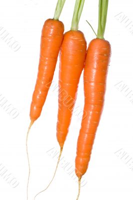 dalton carrots