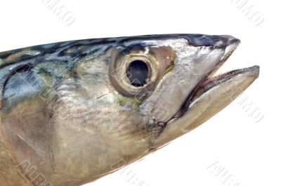 mackerel head