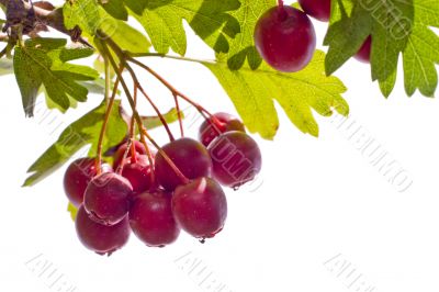 hawthorn isolated