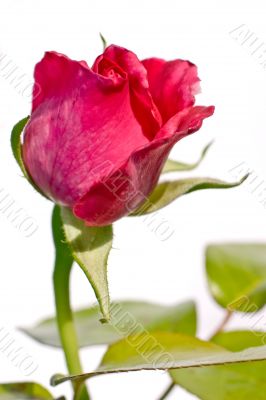 little rose