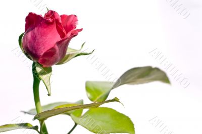 rose background