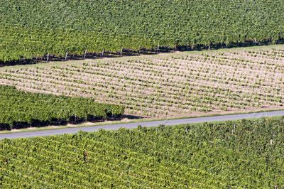 Bordeaux Vineyard