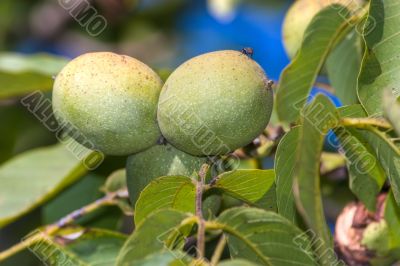 green walnut