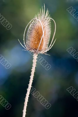 carline seeds