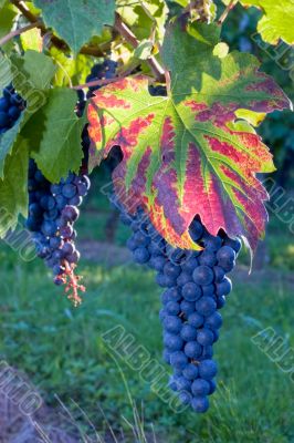 blue grape on vines