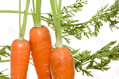 fresh carrot and leaf
