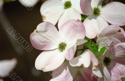Pink Cherry blossoms