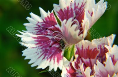 Pink and White Flower